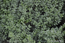 Buxus sempervirens Myrtifolia — photo 2